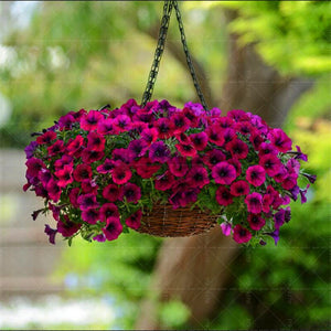 200pcs Solid color petunia bonsai seeds spring-sowed autumn sowing petunia flower seeds bonsai balcony mirage flowers home garden