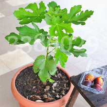 Load image into Gallery viewer, 100pcs Fig fruit Seeds bonsai Ficus carica rare tropical fruit bonsai tree perennial potted plants for home garden planting
