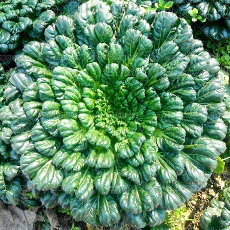 100pcs Chinese Umbrella Lettuce Bonsai Seeds Plants Rare Organic Non-GM Vegetables Very Delicious Four Seasons Sowing Garden Planting Plantas