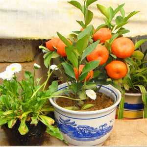 20pcs Orange Fruit Seeds Bonsai Citrus Bonsai Mandarin Orange plants Edible Fruit Bonsai Tree Healthy Food Home Garden decoration plantas