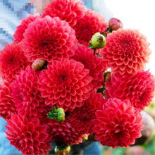 Load image into Gallery viewer, 100pcs Dahlia Seeds not Bulbs Dahlia flower bonsai temperate perennial flowering plants for home garden pot plants
