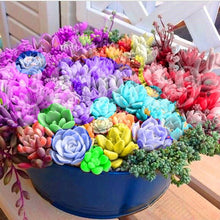 Load image into Gallery viewer, Mix Lithops flores Living Stones Succulent Cactus Organic Mini Garden flower bonsai plants for indoor succulent plants
