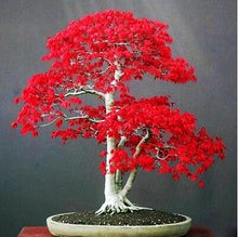 Load image into Gallery viewer, 20 Pcs Maple Bonsai Plants Red Maple Tree Seeds Very Beautiful Outdoor Tree Home Garden Decoration Potted Plants
