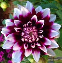 Load image into Gallery viewer, 50Pcs Dahlia Seeds Bonsai Flowers Plants beautiful and Popular Gaint Flower Seeds Bonsai Plant for Home Garden Potted Plantas decoration
