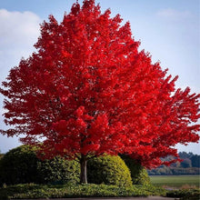 Load image into Gallery viewer, 40Pcs/Pack Bonsai Red Japanese Maple Seeds Beautiful Plant Tree flores Bonsai Tree SeedsHome Garden Decor potted plants
