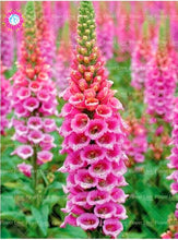 Load image into Gallery viewer, 100PCS Digitalis Purpurea Bonsai Plants Common Foxglove Flower Seeds Bonsai Mixed Flowers For home garaden planting plants
