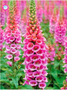 100PCS Digitalis Purpurea Bonsai Plants Common Foxglove Flower Seeds Bonsai Mixed Flowers For home garaden planting plants