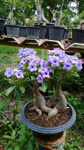 Desert Rose Seeds Bonsai Adenium obesum flower seeds bonsai plants flowering potted plant for home garden flores plantas