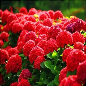 50Pcs Gaint Hydrangea Seeds Bonsai flower bonsai Seeds plants rare flower potted plant bonsai tree Semilla plantas