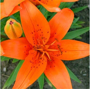 100pcs bonsai lily flower seeds (not lily bulbs) lilium flower Faint scent bonsai potted plants for home garden plants