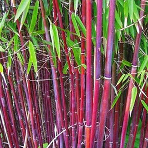 20pcs bamboo Seeds Bambusa ventricosa bonsai plants perennial Bambus bambu potted plantas for home garden decoration plant