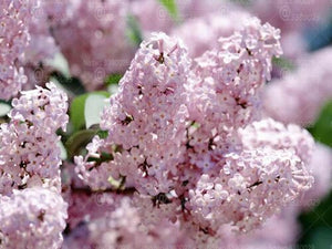 100pcs Lilac Lagerstroemia bonsai beautiful gaint flower tree bonsai tree perennial flowers plants for home garden flower plants