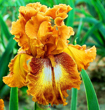 Load image into Gallery viewer, 40Pcs/Bag Rare Iris Bonsai Flower Seeds plants Multiple Colors Perennial Flower potted plants for home Garden plants
