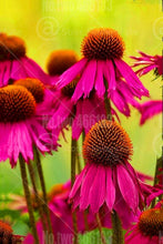 Load image into Gallery viewer, 100pcs Echinacea Seeds Bonsai Echinacea purpurea flower perennial flowering plants rare chrysanthemum for home garden bonsai plants
