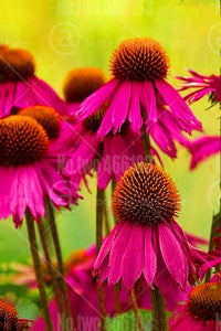 100pcs Echinacea Seeds Bonsai Echinacea purpurea flower perennial flowering plants rare chrysanthemum for home garden bonsai plants