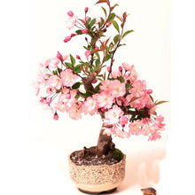 Load image into Gallery viewer, 20Pcs Pink Cherry Bonsai Japanese Sakura Seeds Cherry Blossom Tree plants For Home Garden Beautiful Flowers
