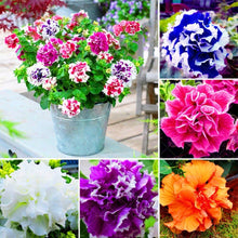 Load image into Gallery viewer, 100pcs Double Flap Petunia Seeds bonsai beautiful Petunia flower perennial indoor flowering potted plant for home garden flower plants
