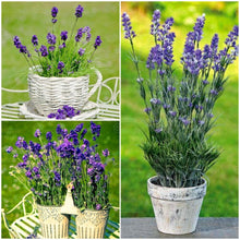 Load image into Gallery viewer, 100pcs Lavender Flower Seeds Bonsai Lavandula angustifolia Very fragrant flower plant perennial indoor garden flowering potted plants
