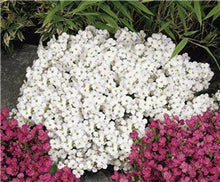 Load image into Gallery viewer, 200Pcs arabis Rock Cress Bonsai Plants Seeds Perennial Ground Cover Flowers Natural Growth For Home Garden Plants
