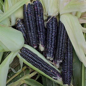 20pcs bonsai purple sweet glutinous black corn seeds purple black waxy corn vegetable seeds red and black corn sticky plants