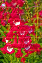 Load image into Gallery viewer, 100PCS Digitalis Purpurea Bonsai Plants Common Foxglove Flower Seeds Bonsai Mixed Flowers For home garaden planting plants
