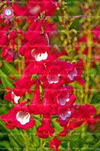 100PCS Digitalis Purpurea Bonsai Plants Common Foxglove Flower Seeds Bonsai Mixed Flowers For home garaden planting plants