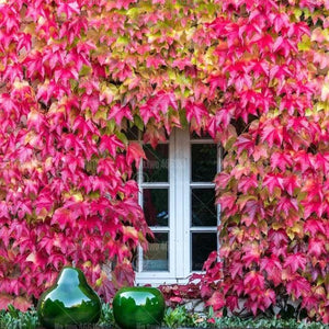 50pcs Red Parthenocissus tricuspidata bonsai gaint ivy seeds climbing plantas perennial foliage plants for home garden bonsai plants