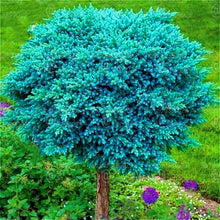 Load image into Gallery viewer, 50Pcs Rare Evergreen Colorado Blue Spruce Seeds bonsai Picea Pungens Glauca Tree bonsai plants Garden Potted Planters bonsais Sementes Seeds
