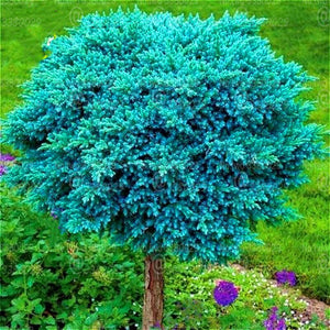 50Pcs Rare Evergreen Colorado Blue Spruce Seeds bonsai Picea Pungens Glauca Tree bonsai plants Garden Potted Planters bonsais Sementes Seeds