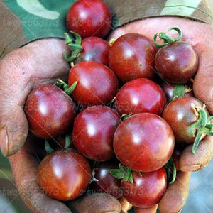 200pcs Climbing Tomato Seeds mini cherry milk tomatoes bonsai fruit and vegetables plants seeds for home garden planting potted plant