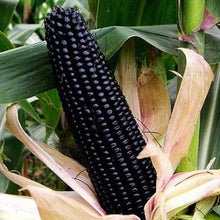 Load image into Gallery viewer, 20pcs bonsai purple sweet glutinous black corn seeds purple black waxy corn vegetable seeds red and black corn sticky plants
