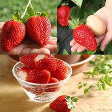 Load image into Gallery viewer, 600pcs/bag Giant Japan strawberry Bonsai giant red strawberry seeds organic perennial fruit bonsai garden plants planting
