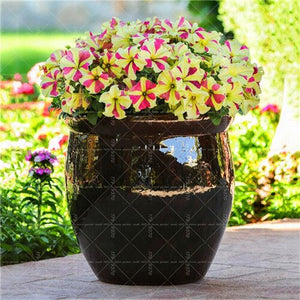 200pcs Solid color petunia bonsai seeds spring-sowed autumn sowing petunia flower seeds bonsai balcony mirage flowers home garden