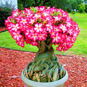 Desert Rose Seeds Bonsai Adenium obesum flower seeds bonsai perennial indoor flowering potted plants for home garden flower plants