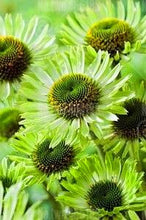 Load image into Gallery viewer, 100pcs Echinacea Seeds Bonsai Echinacea purpurea flower perennial flowering plants rare chrysanthemum for home garden bonsai plants
