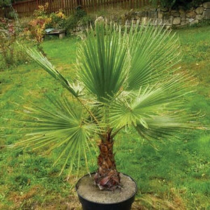 5pcs bonsai Green Palm Seeds Tree Garden Evergreen Trachycarpus Cycad Tree Bonsai Plants For Home Garden plants