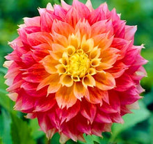 Load image into Gallery viewer, 50Pcs Dahlia Seeds Bonsai Flowers Plants beautiful and Popular Gaint Flower Seeds Bonsai Plant for Home Garden Potted Plantas decoration
