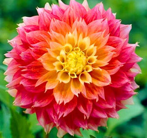 50Pcs Dahlia Seeds Bonsai Flowers Plants beautiful and Popular Gaint Flower Seeds Bonsai Plant for Home Garden Potted Plantas decoration