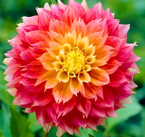 50Pcs Dahlia Seeds Bonsai Flowers Plants beautiful and Popular Gaint Flower Seeds Bonsai Plant for Home Garden Potted Plantas decoration