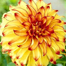 Load image into Gallery viewer, Dahlia Bonsai multiple colour dahlia flower(not bulbs) perennial flowering plants decorative home garden flower plants
