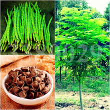 Load image into Gallery viewer, 5pcs/pack Bonsai Moringa Tree Seeds Plants perennial Moringa oleifera Drumstick tree Fruit edible for home garden potted plants
