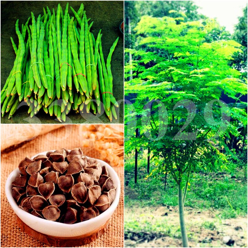 5pcs/pack Bonsai Moringa Tree Seeds Plants perennial Moringa oleifera Drumstick tree Fruit edible for home garden potted plants