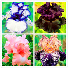 Load image into Gallery viewer, 40Pcs/Bag Rare Iris Bonsai Flower Seeds plants Multiple Colors Perennial Flower potted plants for home Garden plants
