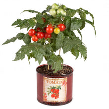 Load image into Gallery viewer, 500pcs/bag Mini tomato Seeds plantas rare fruit and vegetables plant organic edible fruit potted home garden mini bonsai plants
