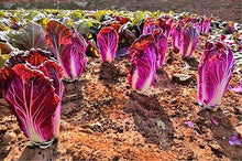 Load image into Gallery viewer, 100pcs Korea Purple Cabbage Seeds Bonsai Organic non-transgenic fruit and vegetable plants good taste and high nutrition garden plants
