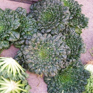 100pcs Chinese Umbrella Lettuce Bonsai Seeds Plants Rare Organic Non-GM Vegetables Very Delicious Four Seasons Sowing Garden Planting Plantas