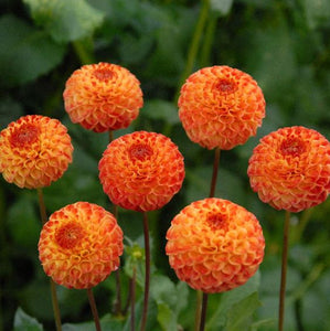 100pcs Dahlia Seeds not Bulbs Dahlia flower bonsai temperate perennial flowering plants for home garden pot plants