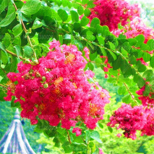 100pcs Lagerstroemia Seeds indica bonsai Lagerstroemia flower tree perennial blooming plants for home garden decoration bonsai plants