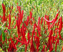 Load image into Gallery viewer, 200 pcs Giant Spicy Red Chili Hot Pepper Seeds bonsai Vegetable plant home garden courtyard balcony potted plant Vegetable Seeds
