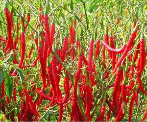 200 pcs Giant Spicy Red Chili Hot Pepper Seeds bonsai Vegetable plant home garden courtyard balcony potted plant Vegetable Seeds